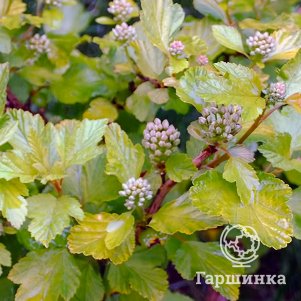 

Пузыреплодник Литл Грини