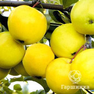 

Яблоня Папиро Янтарное