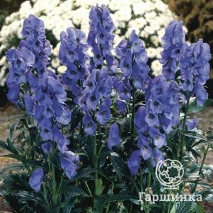 

Аконит Арендси