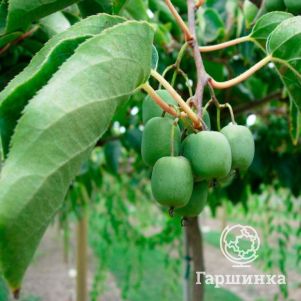 

Актинидия Аргута Думбартон Оукс (женский сорт)