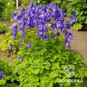 

Аквилегия Альпина (Водосбор альпийский)