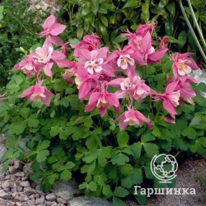 Аквилегия Роуз энд Вайт вееровидная