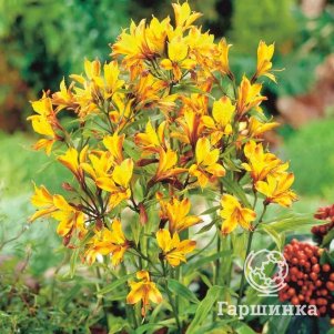 

Альстромерия Свит Лаура