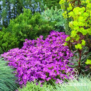 

Арабис кавказский Литл Треже Дип Роуз