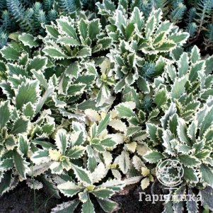 

Арабис кавказский Виргета