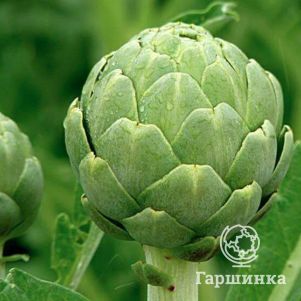 

Артишок испанский