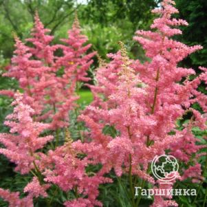 

Астильба арендса Анита Пфайфер