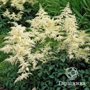 Астильба Арендса Браутшлеер 350₽