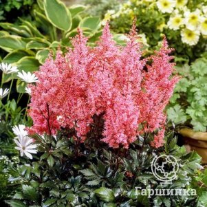 

Астильба Арендса Лоллипоп