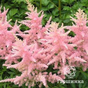 

Астильба Арендса Элизабет Блум