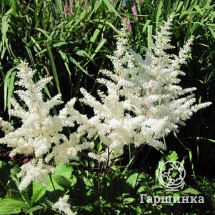 

Астильба Элли японская