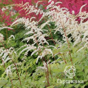 

Астильба Тунберга Профессор ван ден Вилен