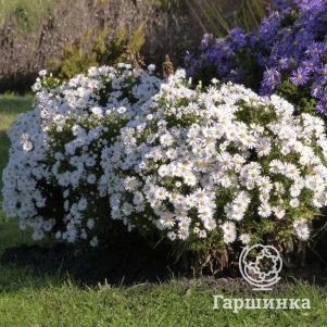 

Астра Аполло кустарниковая