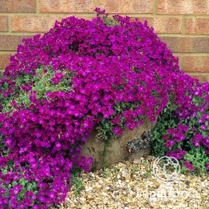 

Обриета Ред