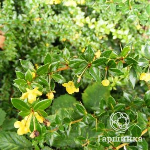 

Барбарис Фрикарта Телстар