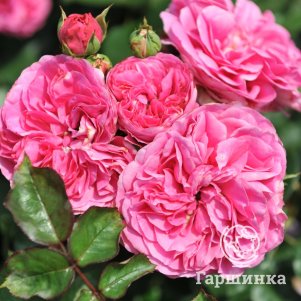 Роза Баронесса