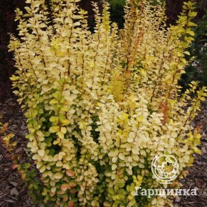 Барбарис Тунберга Еллоу Тауэр