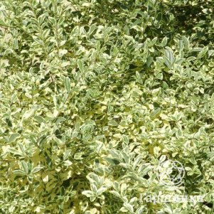 

Бирючина Мюсли