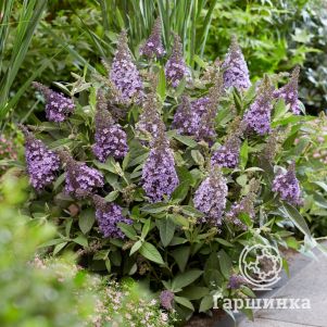 

Буддлея Давида Батерфляй Канди Лила Свитхарт