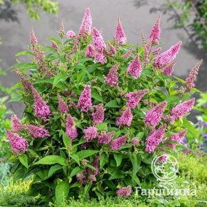 

Буддлея Давида Батерфляй Канди Литл Пинк