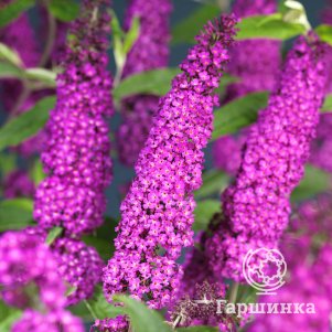 

Буддлея Давида Роял Ред