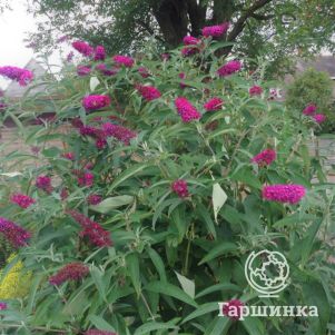 

Буддлея Давида Шуга Плам