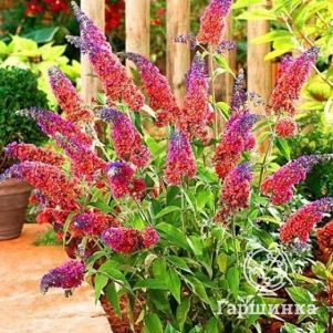 

Буддлея Вейера Флауэр Пауэр