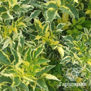 

Бузина Мадонна черная