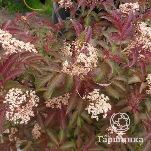 

Бузина Серенада черная