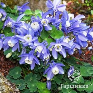 Аквилегия Блу энд Вайт вееровидная