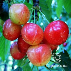 

Черешня Брянская розовая