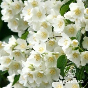 

Чубушник Бейли Карзел