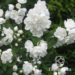 

Чубушник Зоя Космодемьянская