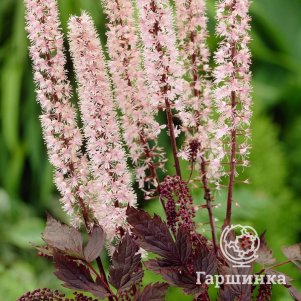 

Цимицифуга (Клопогон) Пинк Спайк