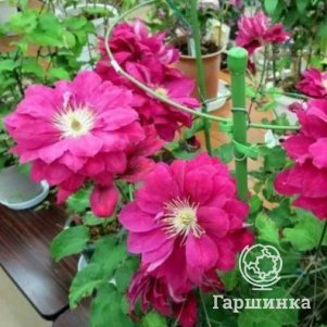 

Клематис Акафудзи крупноцветковый (2)