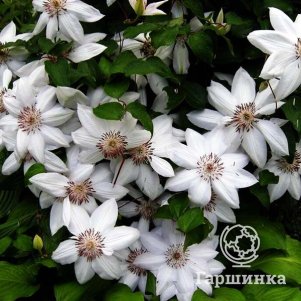 

Клематис Генри крупноцветковый (2)