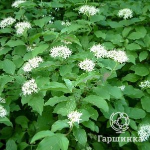 

Дерен кроваво-красный