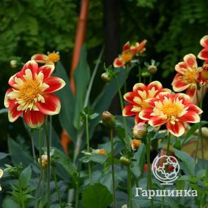 

Георгина Пух Сван Айленд воротничковая