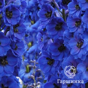 Дельфиниум Блю Джей