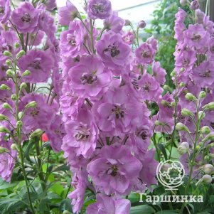 

Дельфиниум Пацифик Астолат