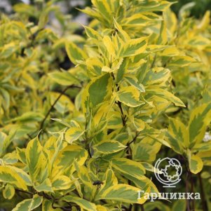 

Дерен Крим Крекер белый