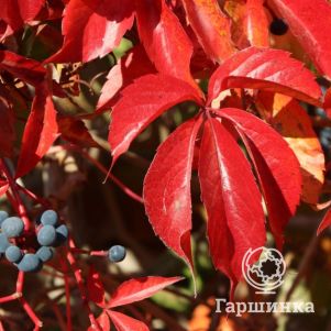 

Девичий виноград Энгельмана (с присосками)