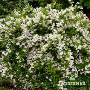 

Дейция Диппон