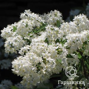 

Дейция Лемуана