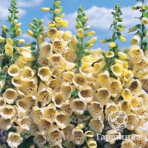 

Наперстянка крупноцветковая