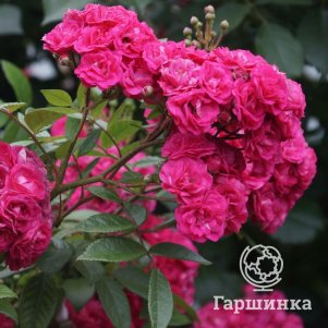 

Роза Динки мускусная, Ленс (лиц)