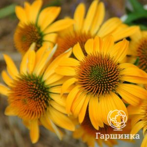 

Эхинацея пурпурная Харвест Мун