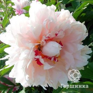 

Пион Жемчужное ожерелье розовый