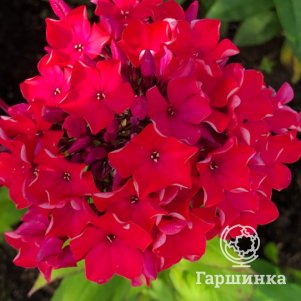 

Флокс Калинка метельчатый