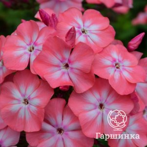 

Флокс Клементина метельчатый